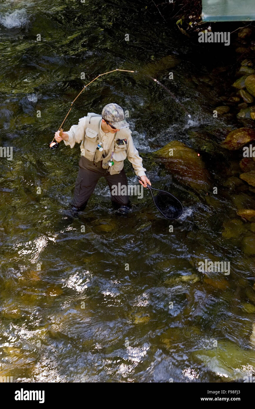 Fly fisherman nets a big trout on the Davidson River             near Brevard North Carolina in Pisgah National Forest. Stock Photo