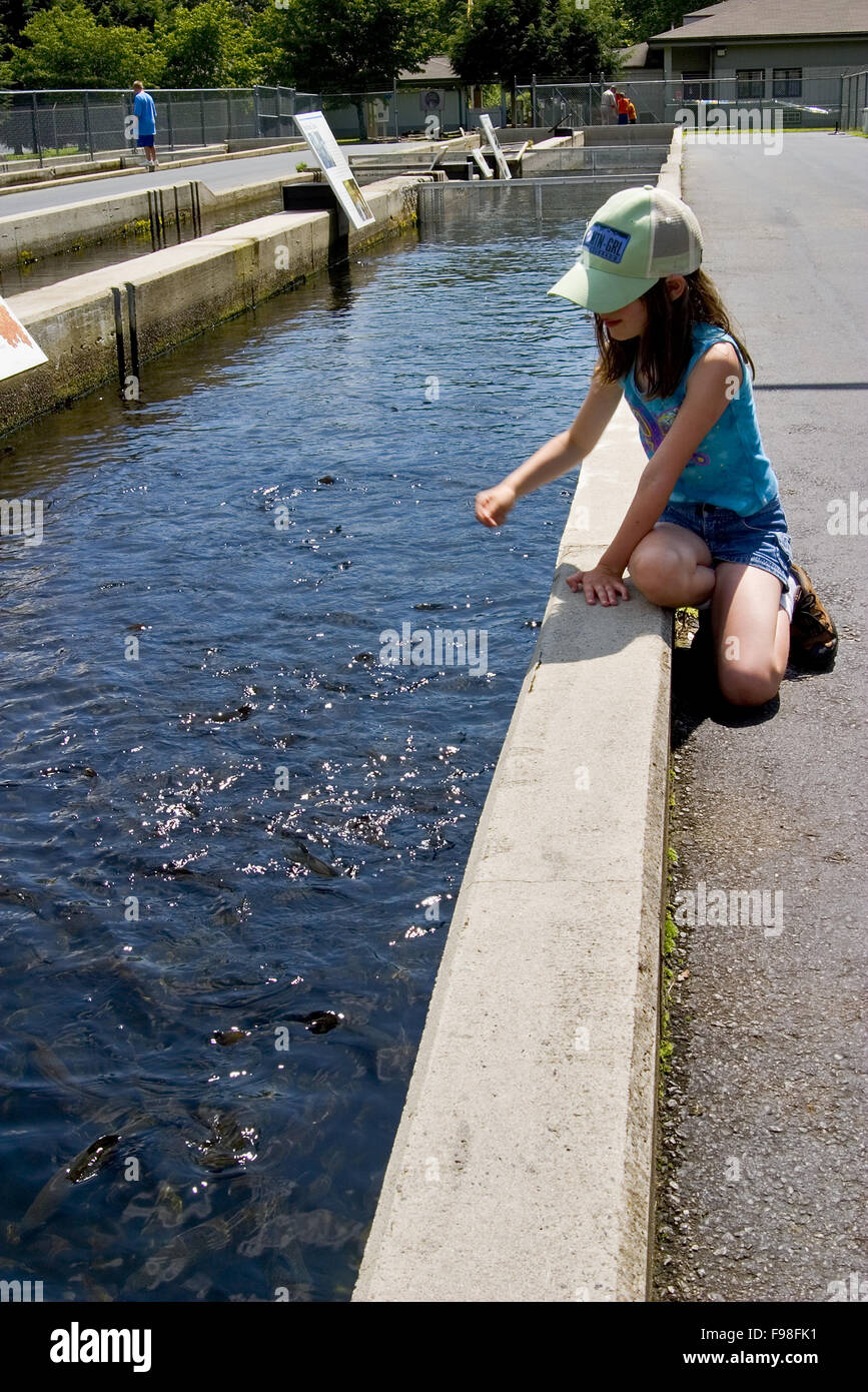 Young visitor feeding hungry fish at a trout hatchery   at  Pisgah Center for Wildlife Education, near Brevard North Carolina. Stock Photo
