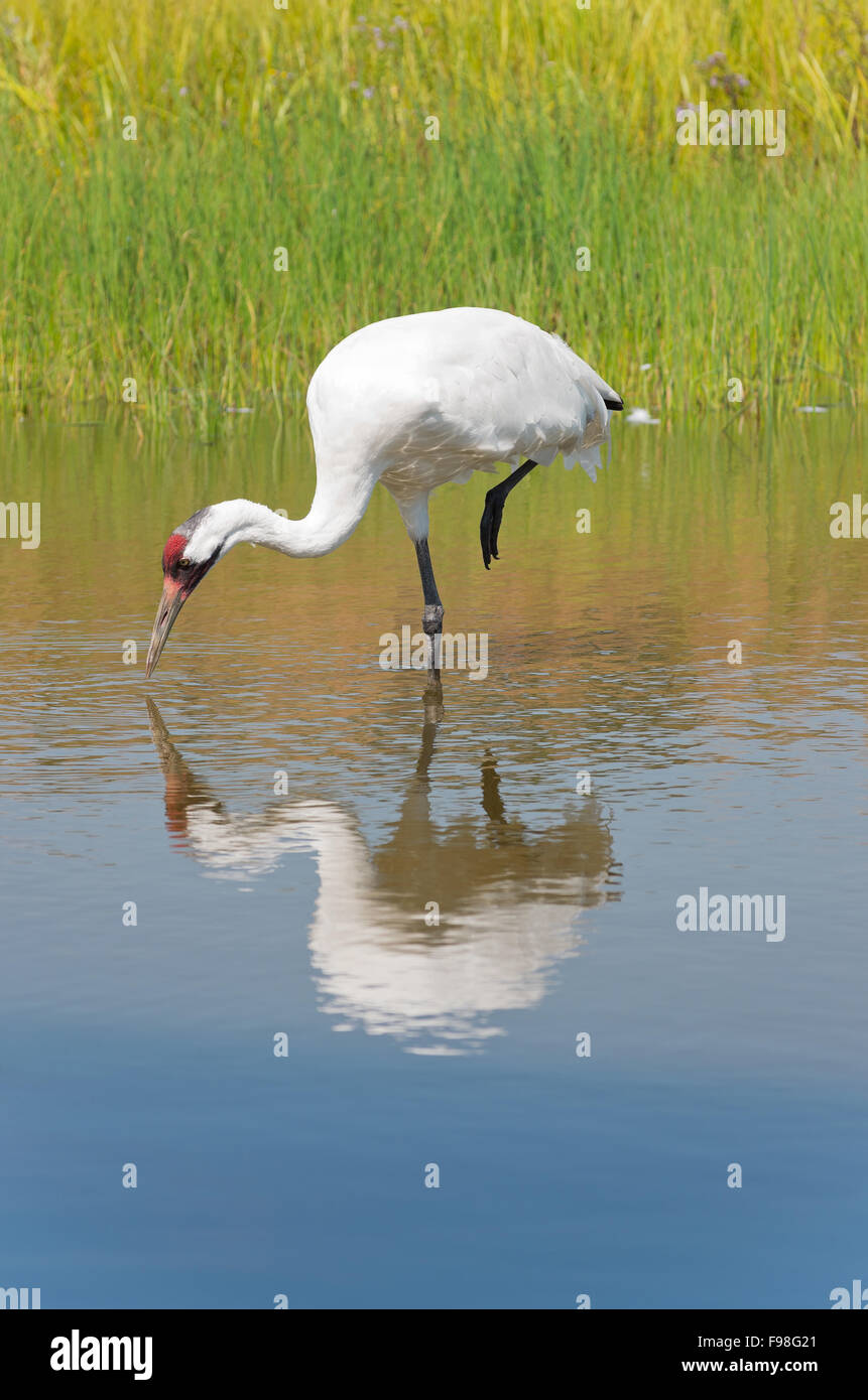 whooping crane or grus americana bird foraging in wetland area beak close to water Stock Photo