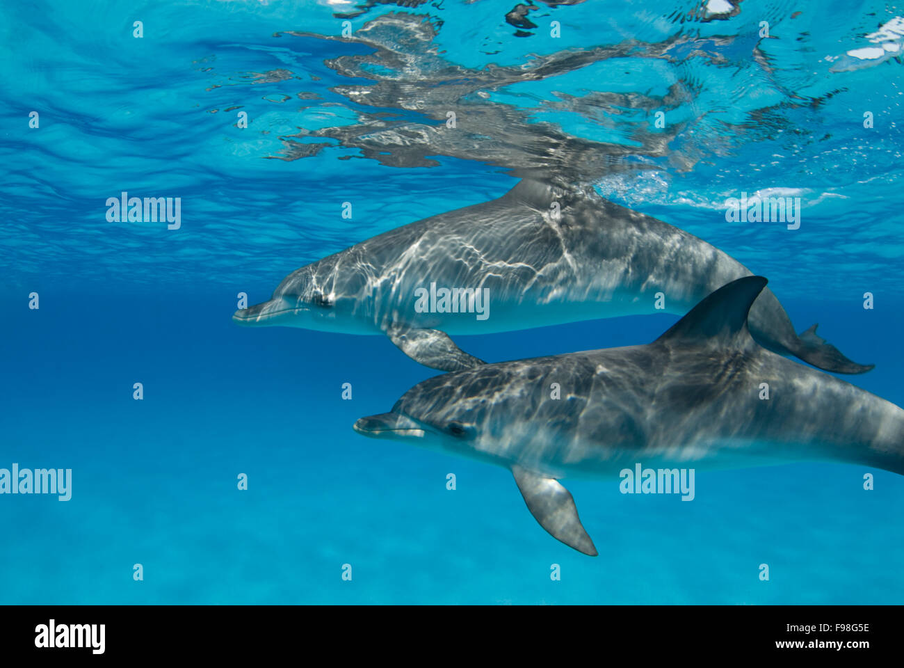 Rippled Dolphin Pair Stock Photo