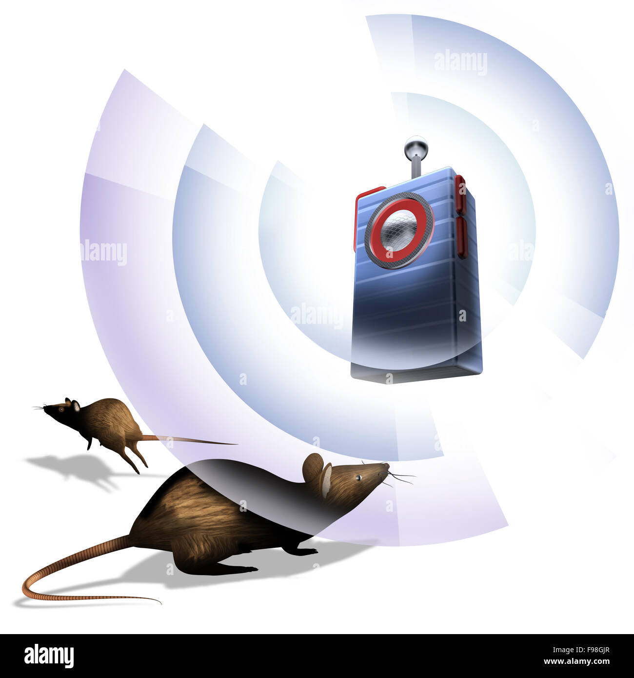 Rats rodents hi-res stock photography and images - Alamy