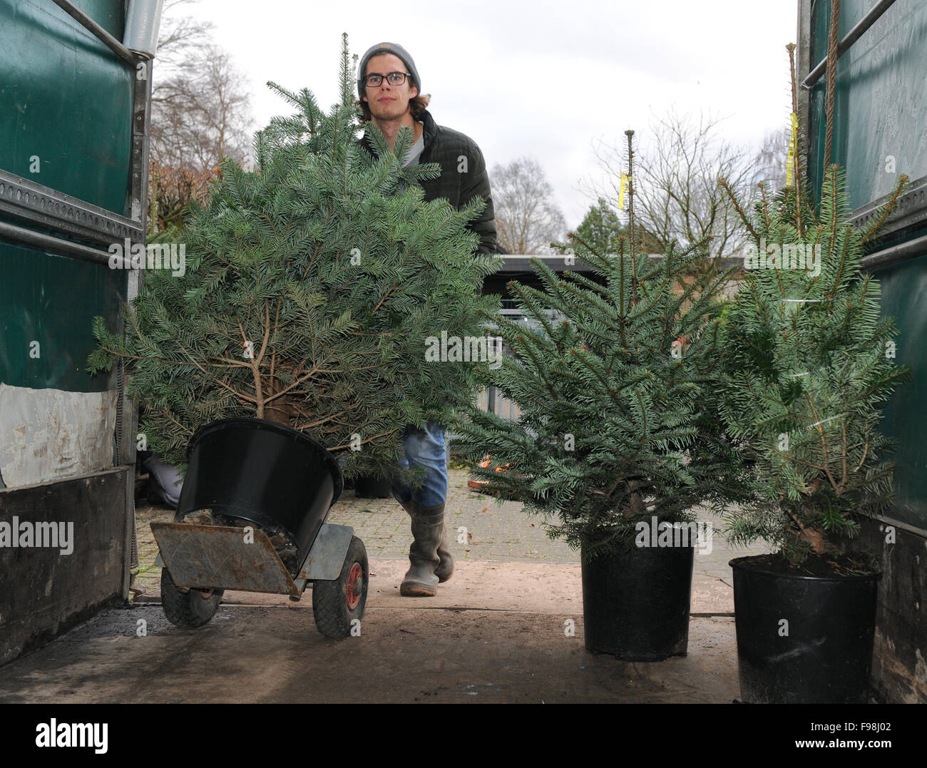 Rastede, Germany. 04th Dec, 2015. Kersten Scholz of the Scholz tree nursery delivers a Christmas tree to a customer in Rastede, Germany, 04 December 2015. The tree nursery rents out the potted trees. After the holiday season the trees are collected and replanted to make the Christmas tree business more sustainable. Photo: Ingo Wagner/dpa/Alamy Live News Stock Photo