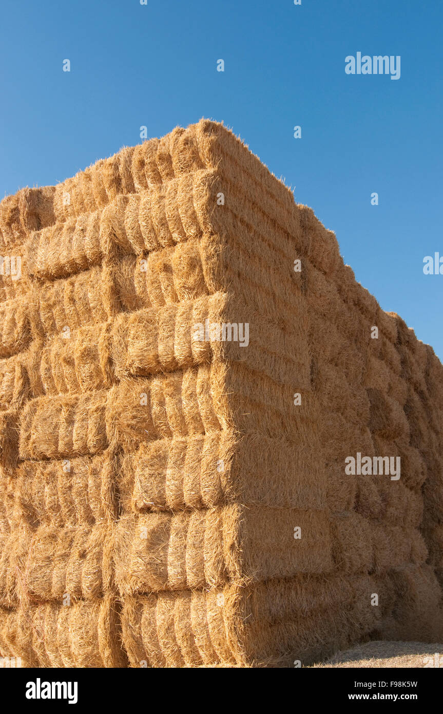 straws of hay, grain crop field Stock Photo Alamy