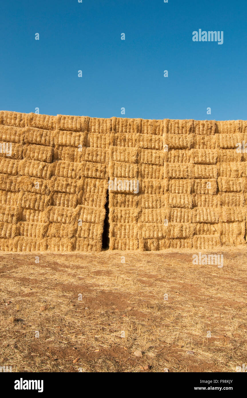 straws of hay, grain crop field Stock Photo Alamy