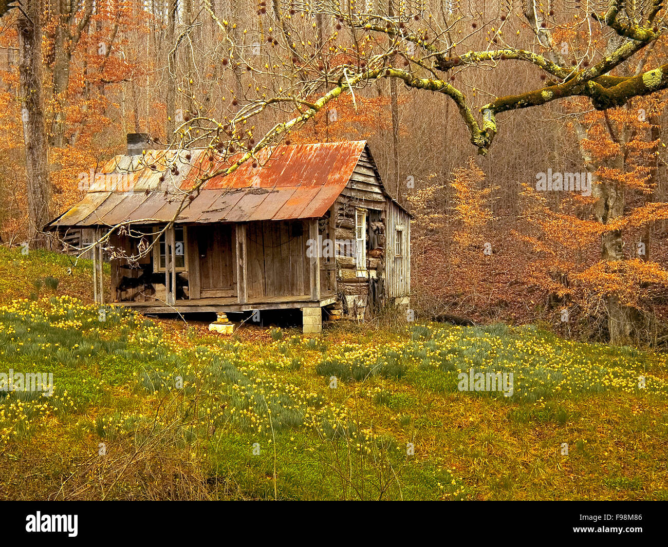 Spring jonquils bloom and flower outside an abandoned log cabin in a wood hollow in the Blue Ridge Mountains of North Georgia. Stock Photo