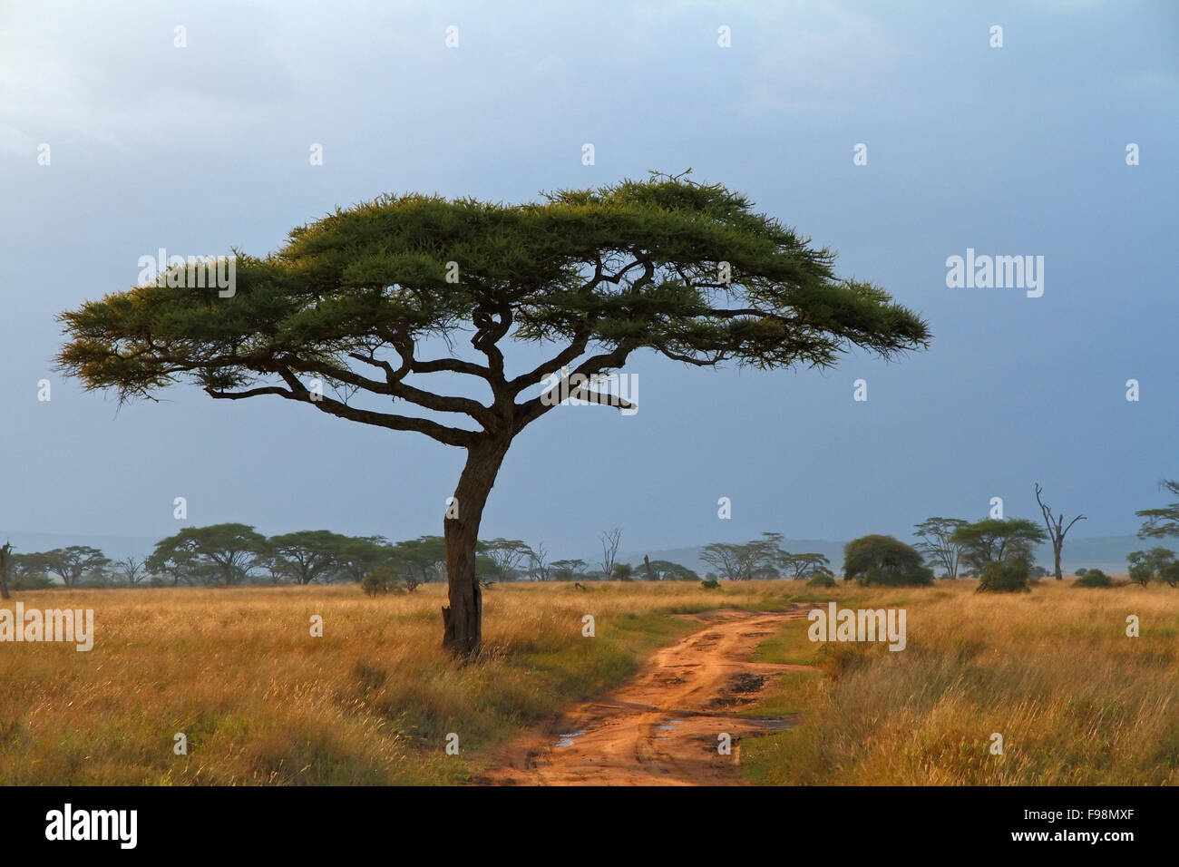 A lone Acacia tree with a dirt road running along beside it Stock Photo ...