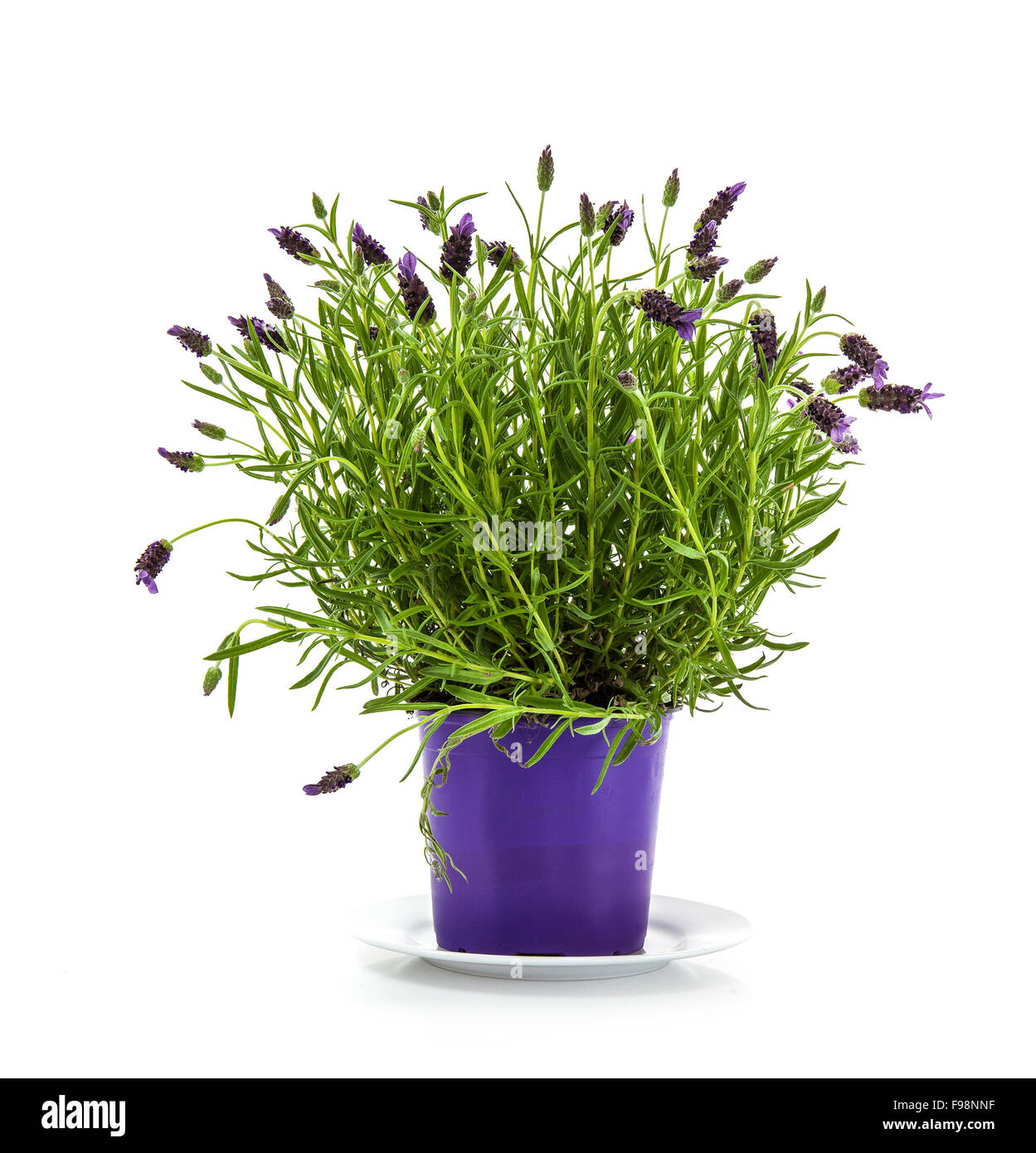 Purple Plant Pot