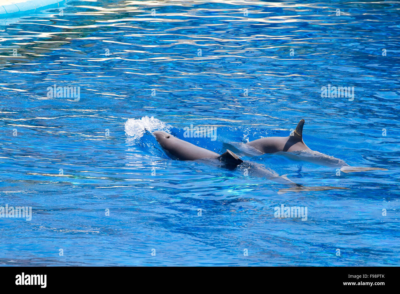 dolphin jump out of the water in sea Stock Photo Alamy