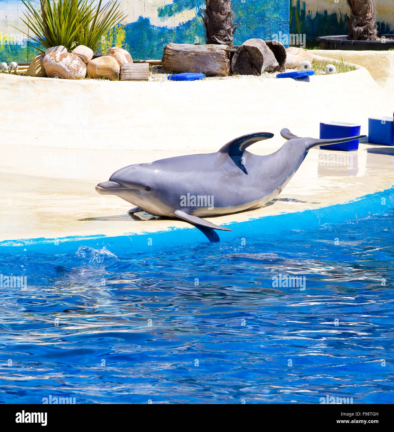 dolphin jump out of the water in sea Stock Photo - Alamy
