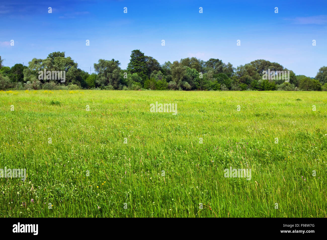 Summer landscape with green meadow under blue sky Stock Photo - Alamy