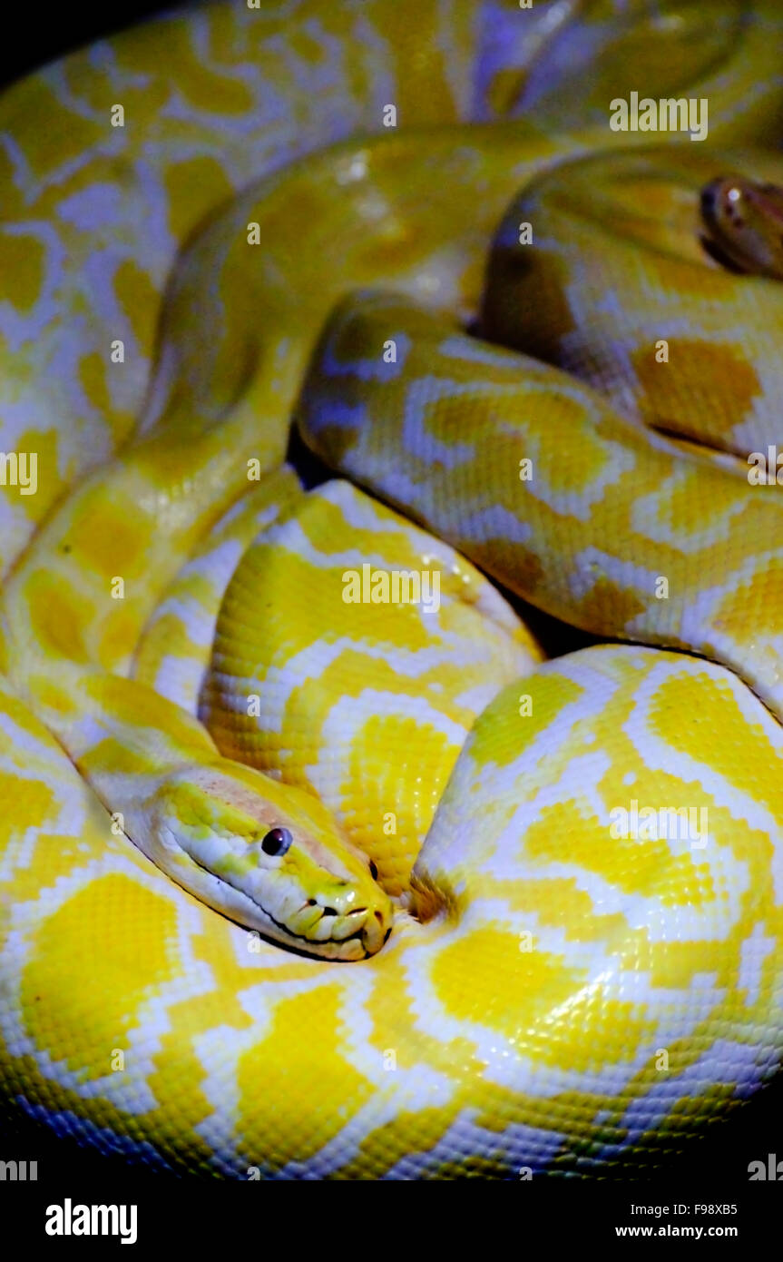 Albino snake hi-res stock photography and images - Alamy