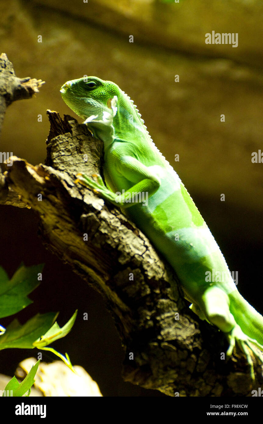 Lizard Stock Photo
