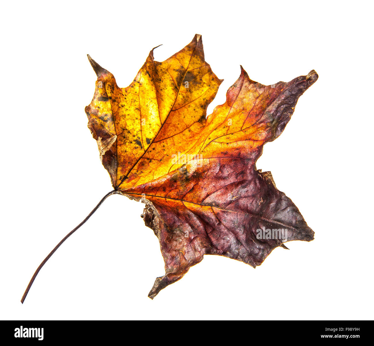 Old dry fallen autumn leaf on white background Stock Photo