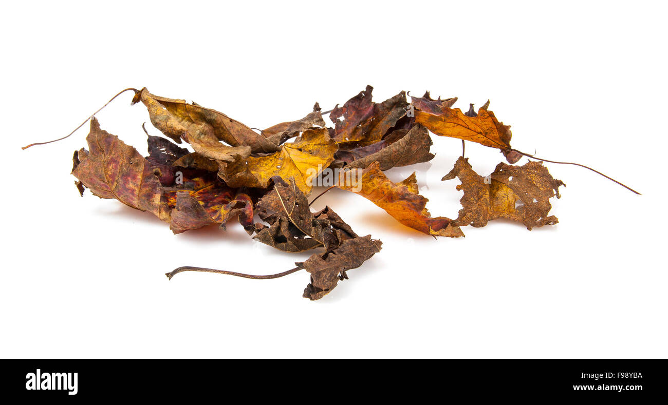 Old dry fallen autumn leaves on white background Stock Photo