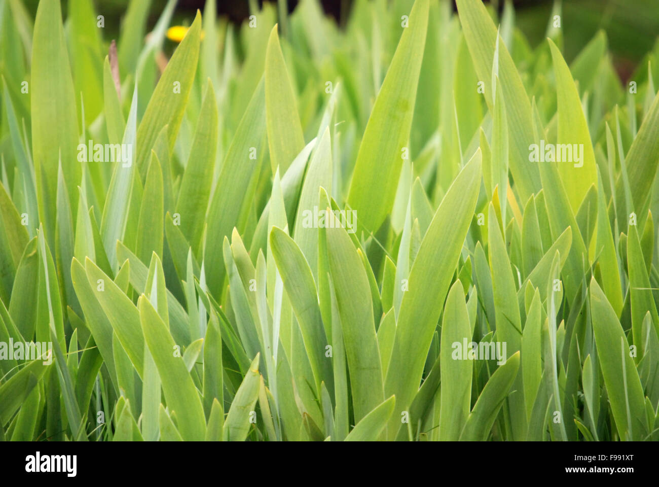 Light green spring new grass hi-res stock photography and images - Alamy