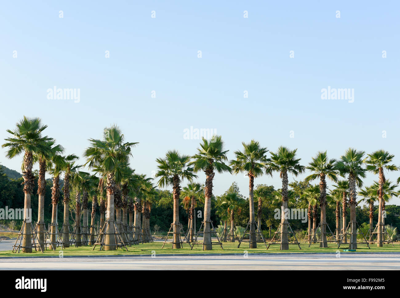 Sugar palm tree relocation plant Stock Photo