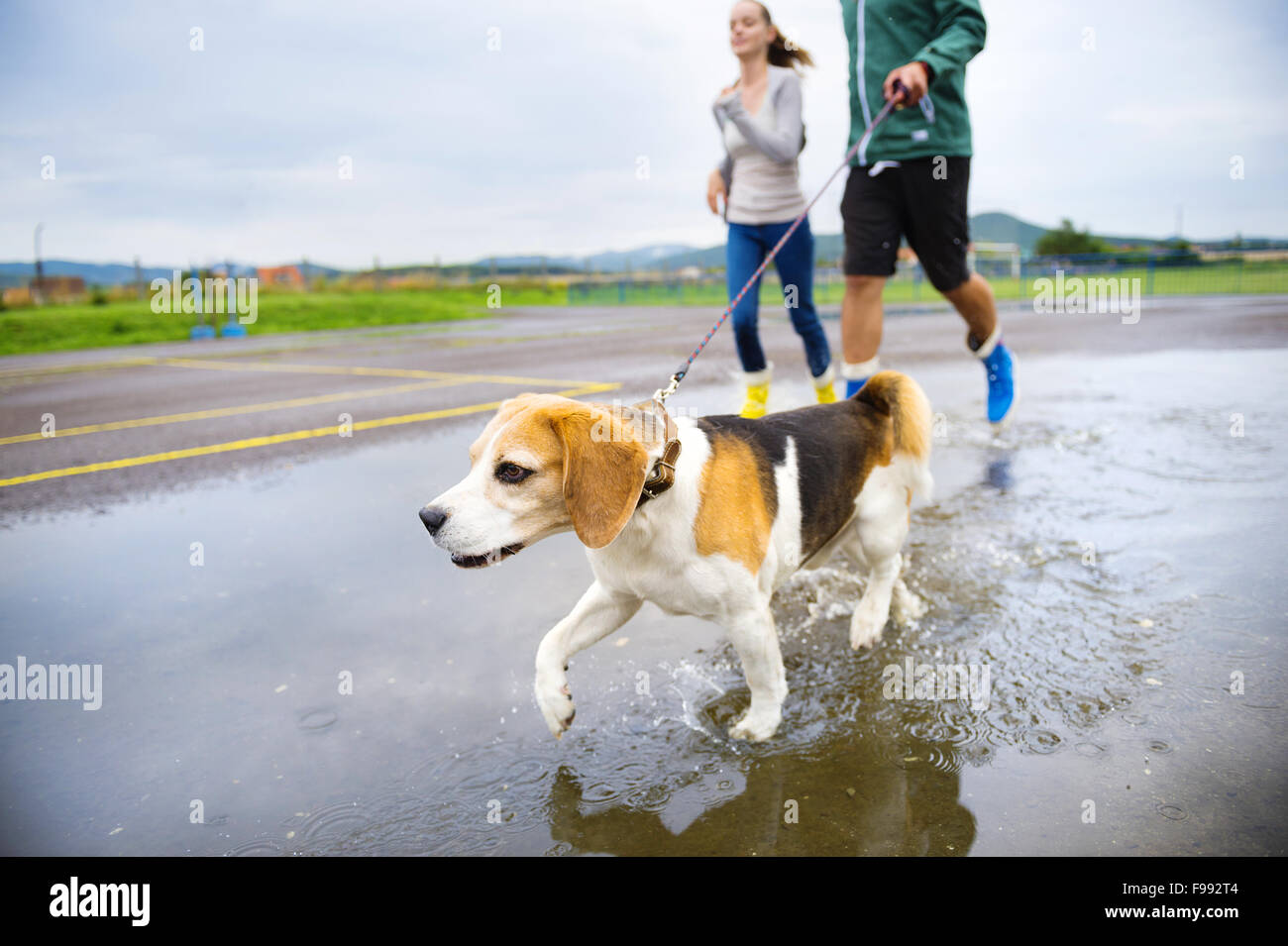 Beagle wellies clearance