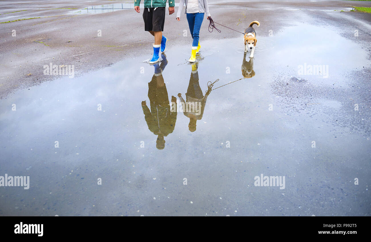 Young couple walk dog in rain. Details of legs and wellies reflecting in puddles. Stock Photo