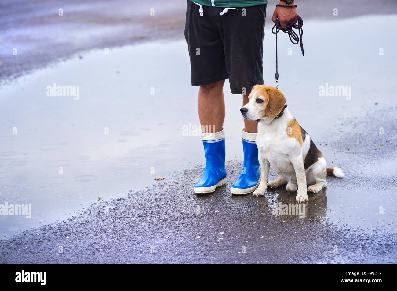 Young man walking dog in rain. Details of legs wellies Stock Photo
