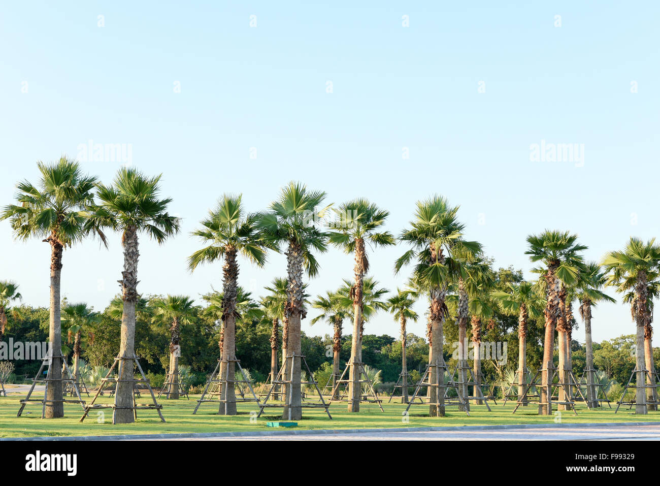 Sugar palm tree rice field hi-res stock photography and images - Page 2 -  Alamy