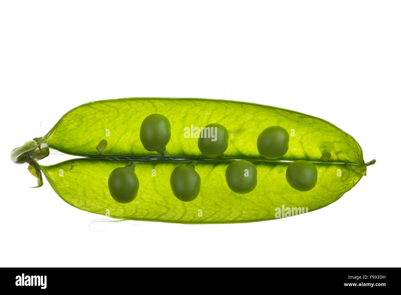 closeup of a pea pod Stock Photo