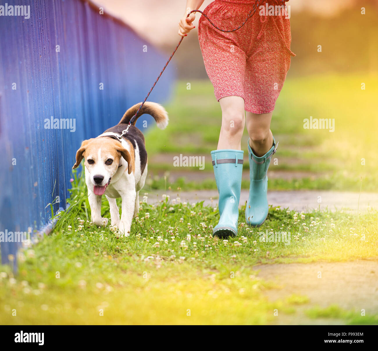 Beagle wellies hotsell