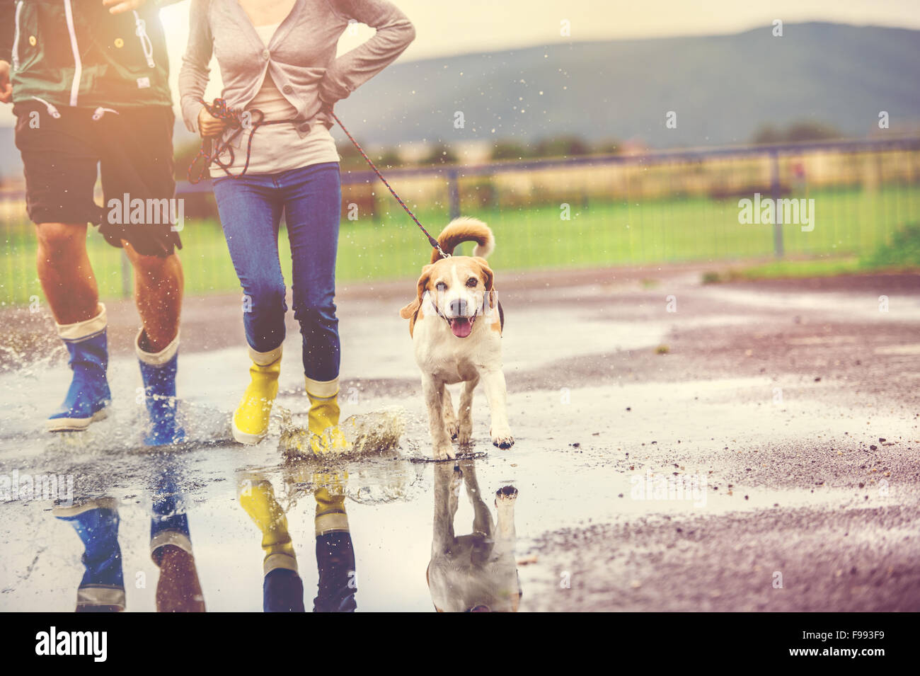 Young couple walk dog in rain. Details of wellies splashing in puddles