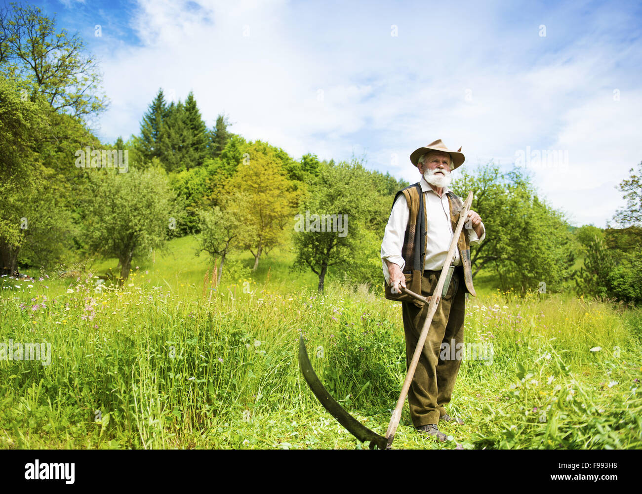 Old farmer with beard using scythe to mow the grass traditionally Stock Photo