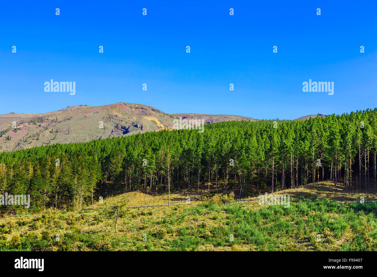Green Fir Trees on Mountain on Canary Island Stock Photo