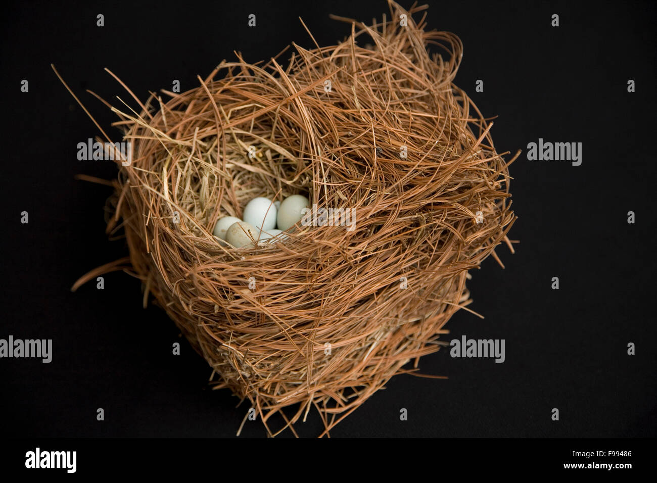 Pine needle nest with pale blue/green eggs Stock Photo Alamy