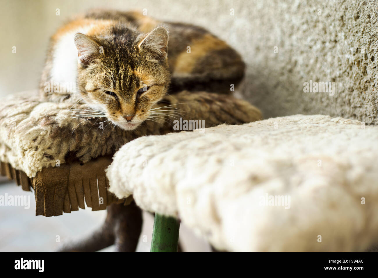 Cute brown cat sleeping on bench in front of the house Stock Photo - Alamy