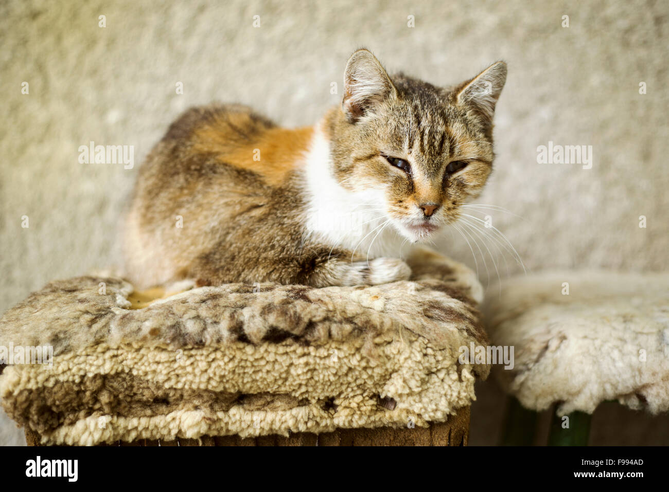 Cute brown cat sitting on bench in front of the house Stock Photo - Alamy