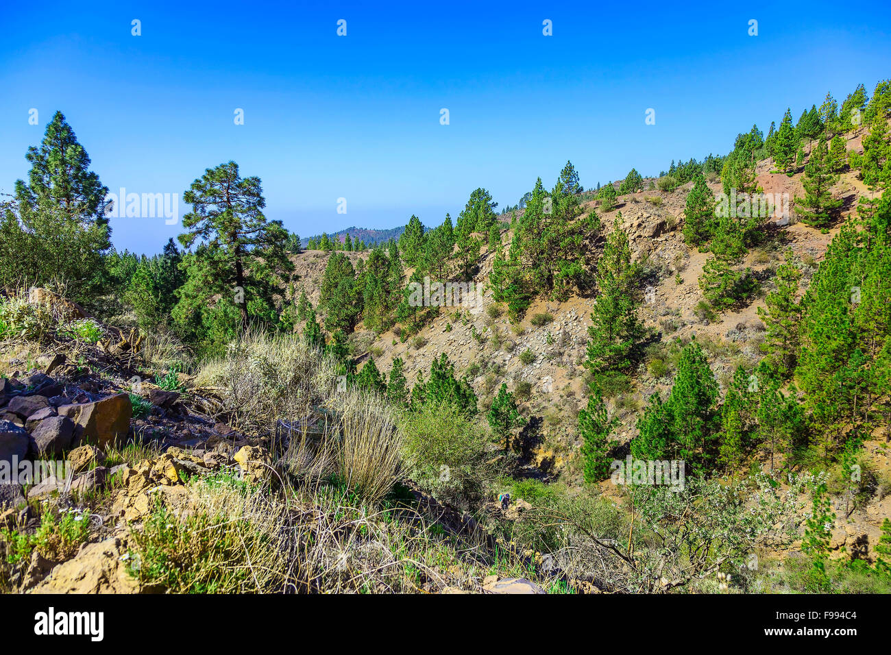 Fir Trees on Mountain Landscape on Tenerife Island in Spain at Day Stock Photo