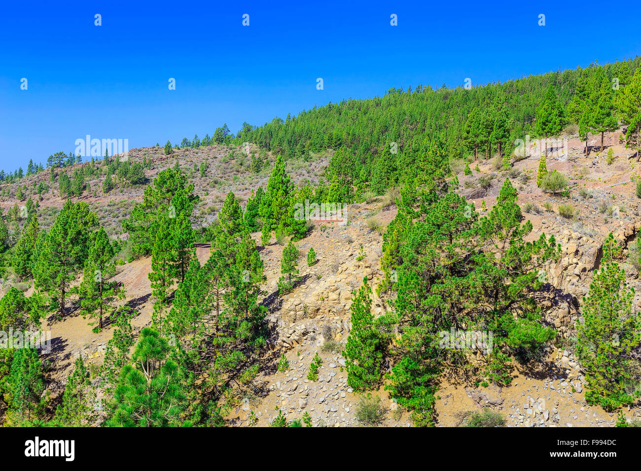 Fir Trees on Mountain Landscape on Canary Island Stock Photo