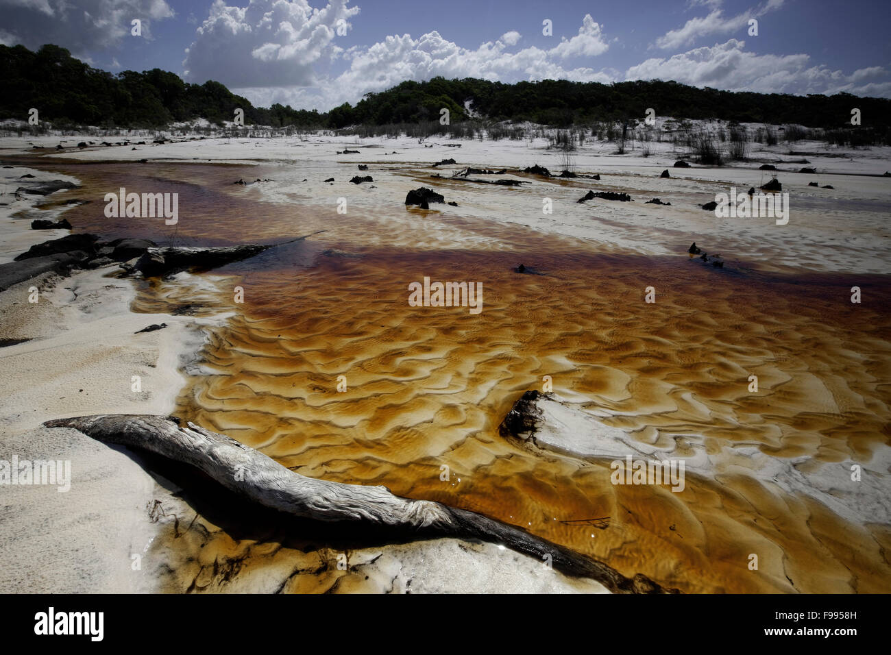 Tannin water in feeder creeks to Lake Boomanjin,  Fraser Island, Australia. Stock Photo