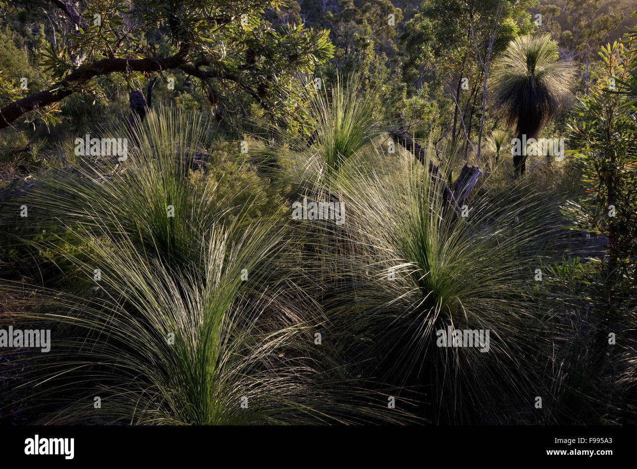 Grass plants, Banksia, on the road to Moon Point,  Fraser Island, Australia. Stock Photo
