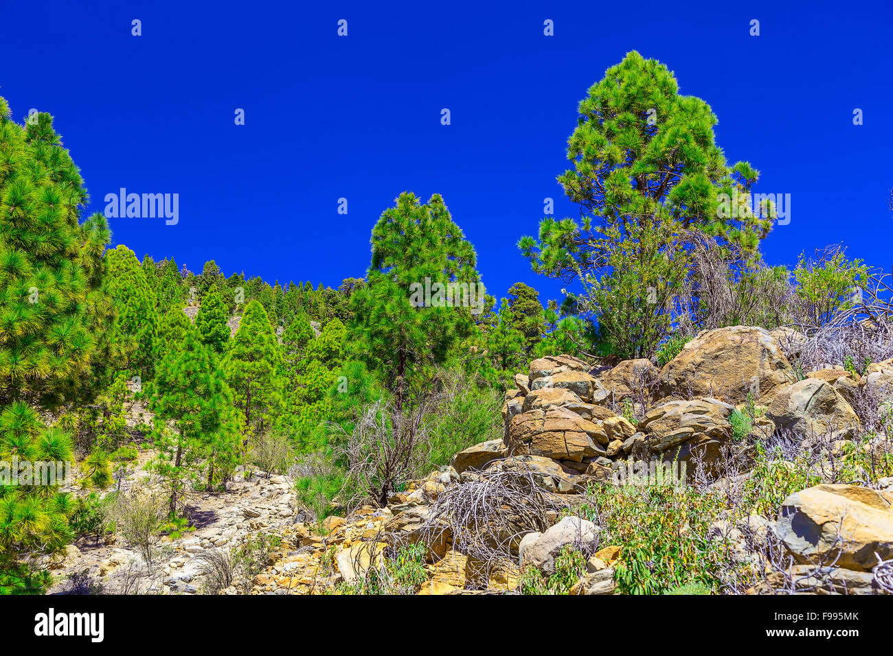 Green Fir Trees on Mountain Landscape on Canary Island in Spain Stock Photo
