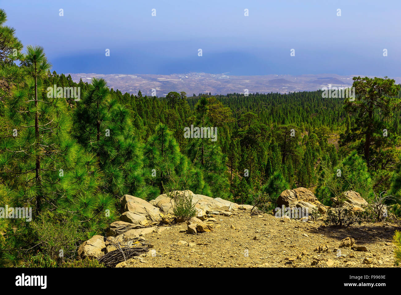 Green Fir Trees on Mountain on Canary Island in Spain at Day Stock Photo