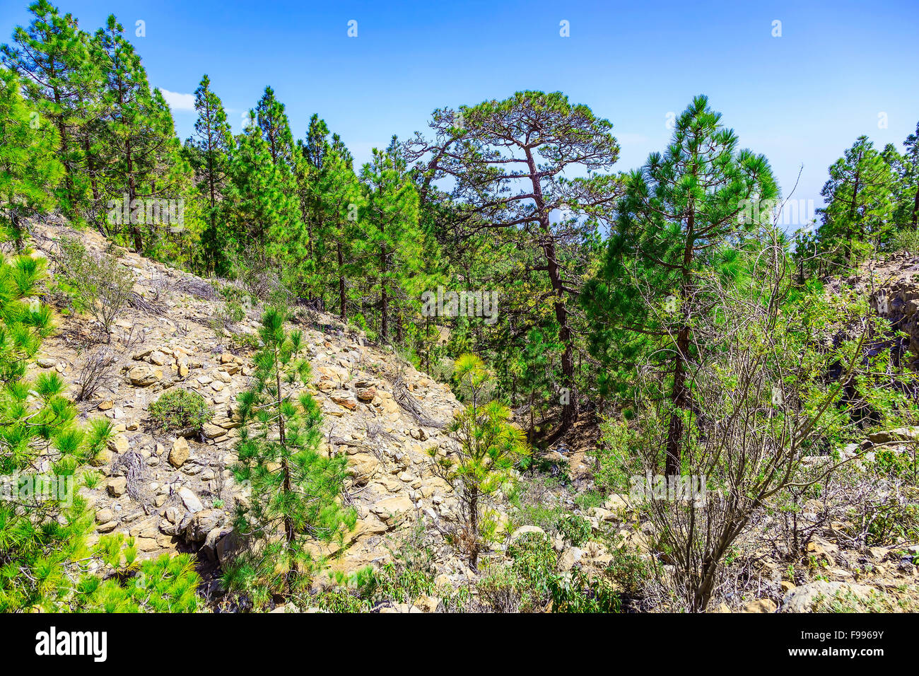 Green Fir Trees on Mountain on Canary Island in Spain at Day Stock Photo