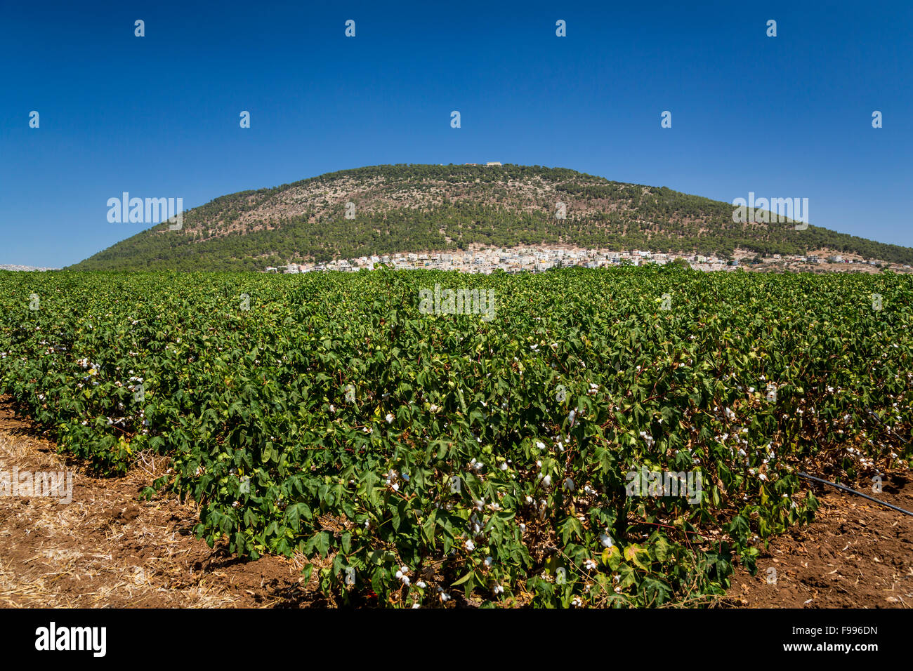 A cotton field at the base of Mount Tabor in the Galilee of Israel