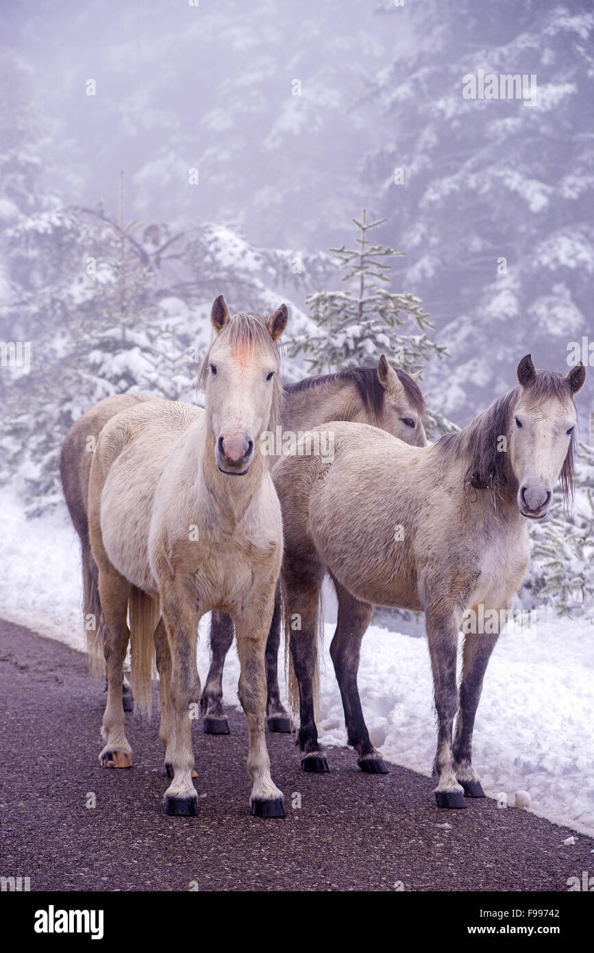Group of domestic horses standing at the snowy country side of Giona mountain in Fokida region, Central Greece Stock Photo