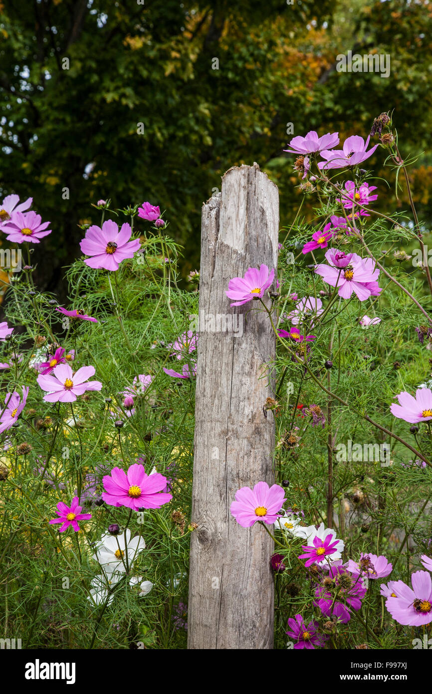 Rose and lavender flower bed hires stock photography and images Alamy