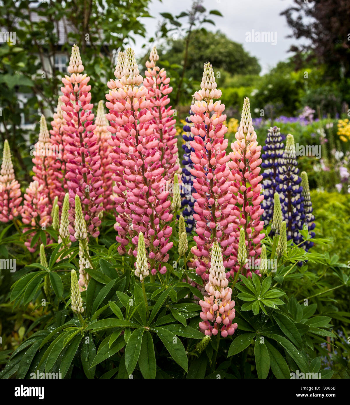 Irish cottage garden hires stock photography and images Alamy