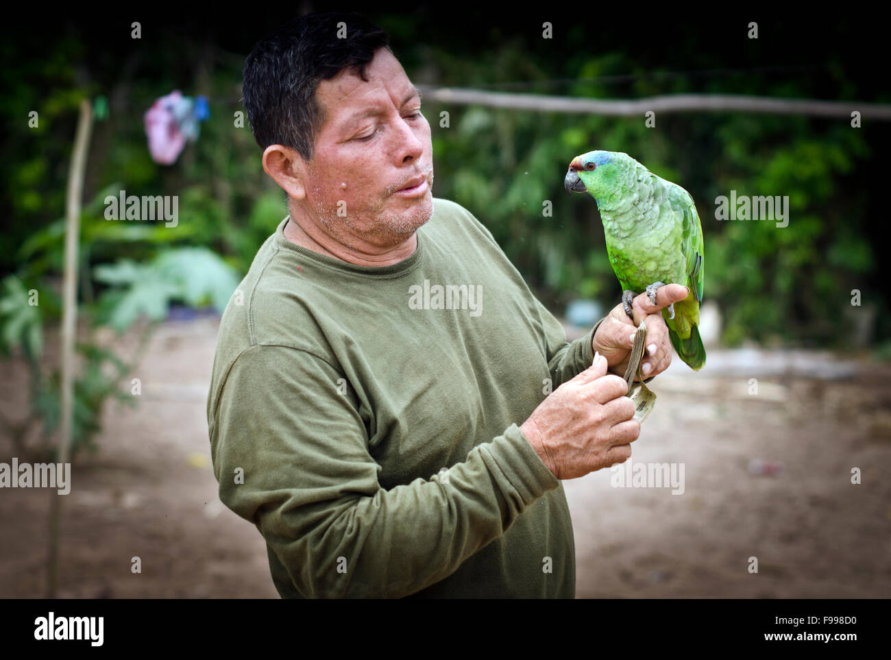 Man with parrot ,   (Vinaceous Amazon, Amazona vinacea) , Pisqui river , Amazon forest , Peru Stock Photo