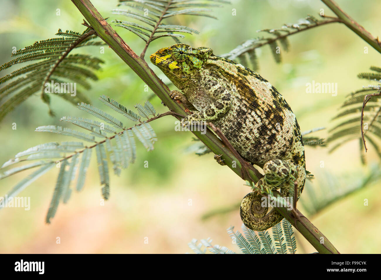 Rwenzori three-horned chameleon, Chamaeleo johnstoni, Bwindi Impenetrable National Park, Uganda Stock Photo