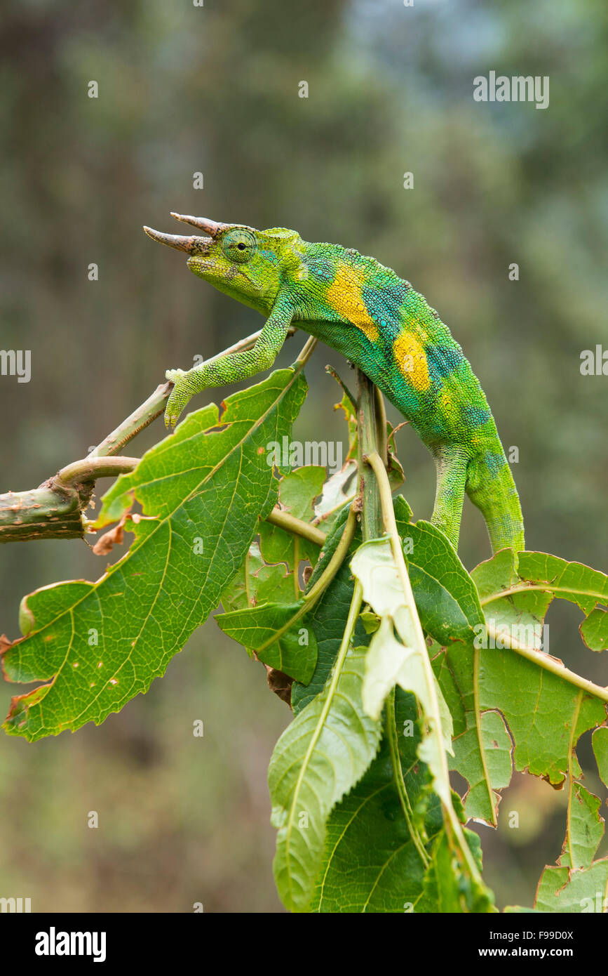 Rwenzori three-horned chameleon, Chamaeleo johnstoni, Bwindi Impenetrable National Park, Uganda Stock Photo