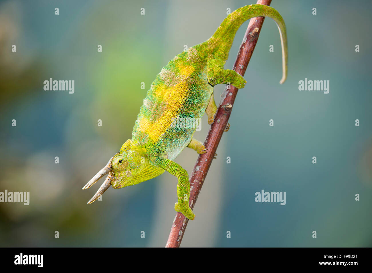 Rwenzori three-horned chameleon, Chamaeleo johnstoni, Bwindi Impenetrable National Park, Uganda Stock Photo