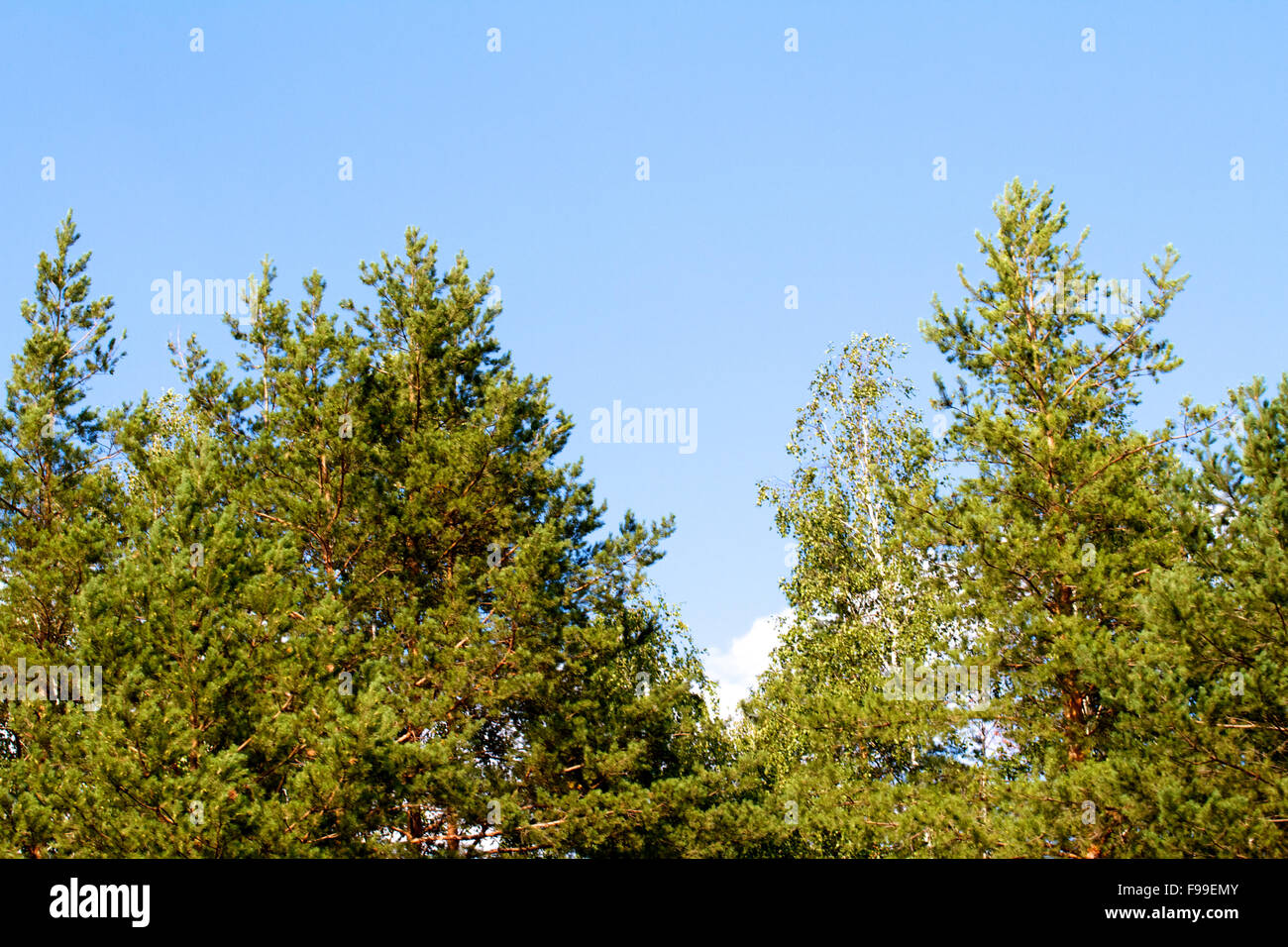 Russia aging boreal branch hi-res stock photography and images - Alamy