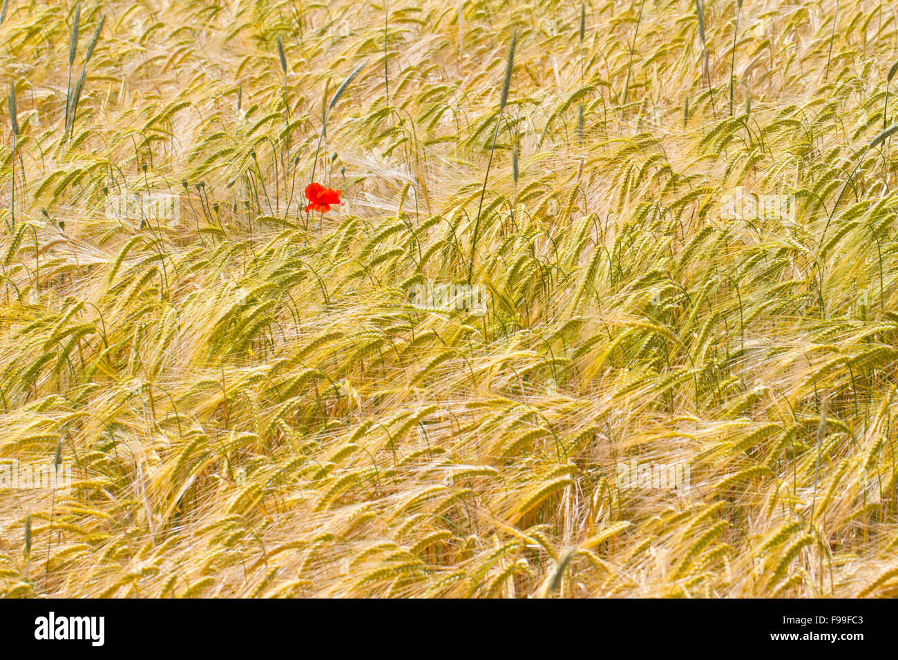 Corn Poppy (Papaver rhoeas), single flower in a crop of Durum wheat (Triticum durum). Causse de Gramat, Lot region, France. May. Stock Photo