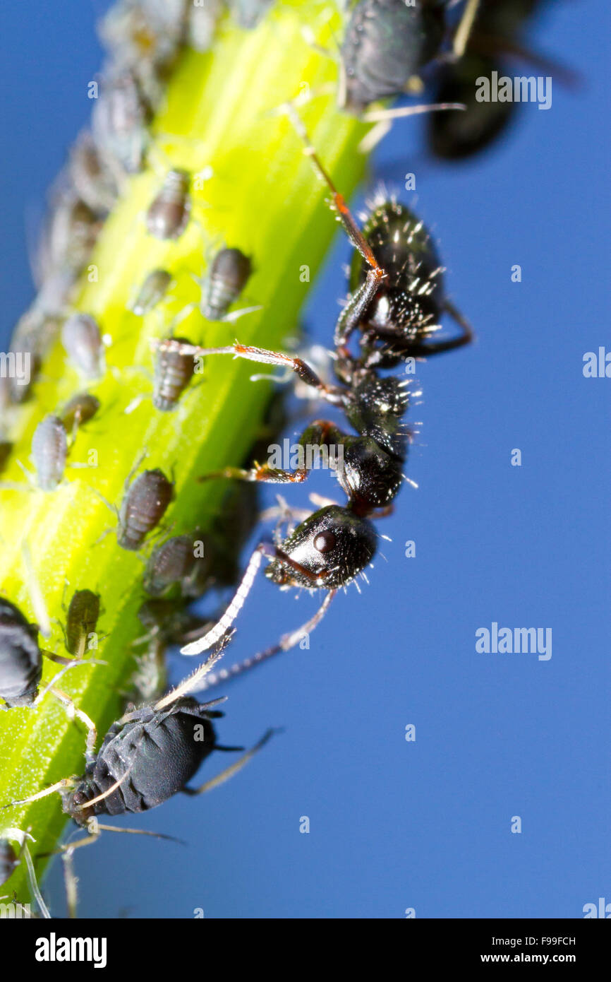 Carpenter ant (Camponotus piceus) adult worker tending aphids on a stem. Causse de Gramat, Massif Central, Lot region, France. Stock Photo